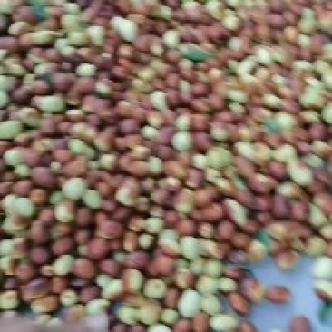 金丝小枣