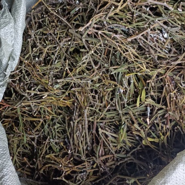 螃蟹脚奇生通货批发量大从优欢迎选购