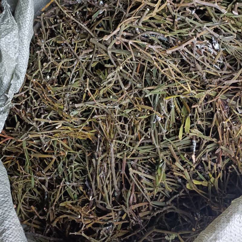 螃蟹脚奇生通货批发量大从优欢迎选购