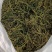螃蟹脚奇生通货批发量大从优欢迎选购