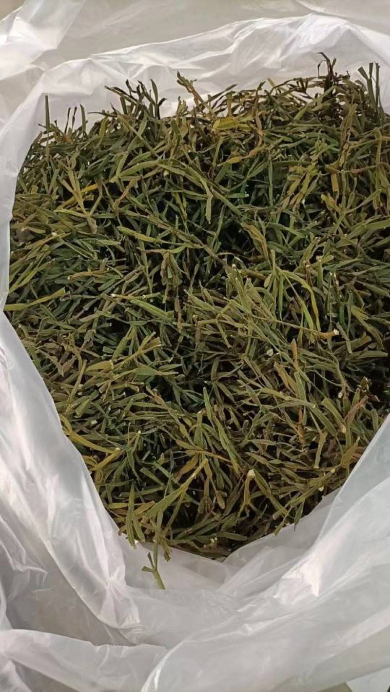螃蟹脚奇生通货批发量大从优欢迎选购