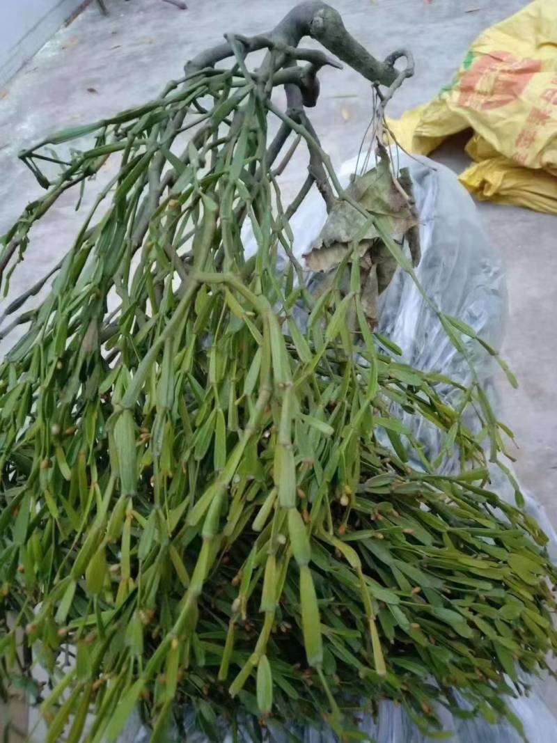 螃蟹脚奇生通货批发量大从优欢迎选购