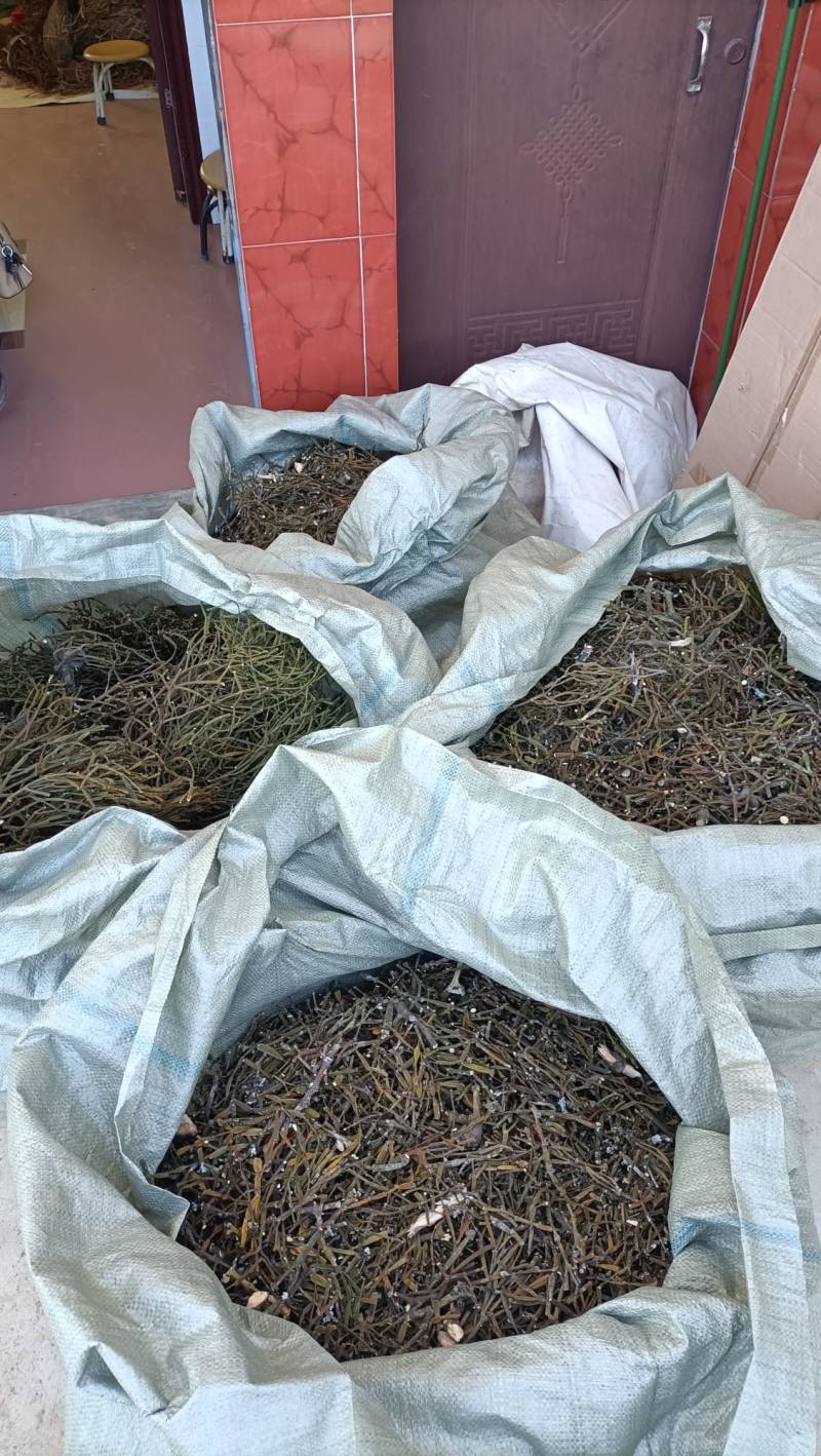 螃蟹脚奇生通货批发量大从优欢迎选购