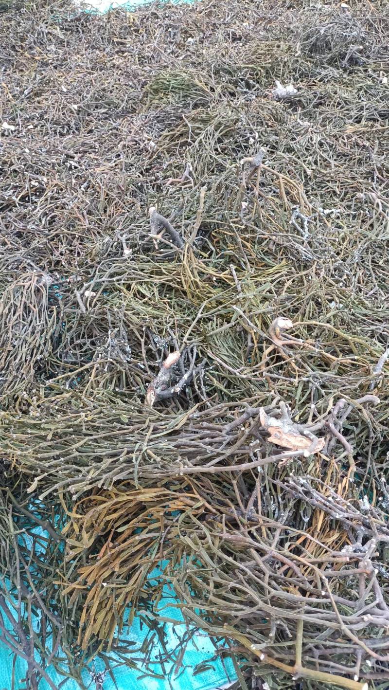 螃蟹脚奇生通货批发量大从优欢迎选购