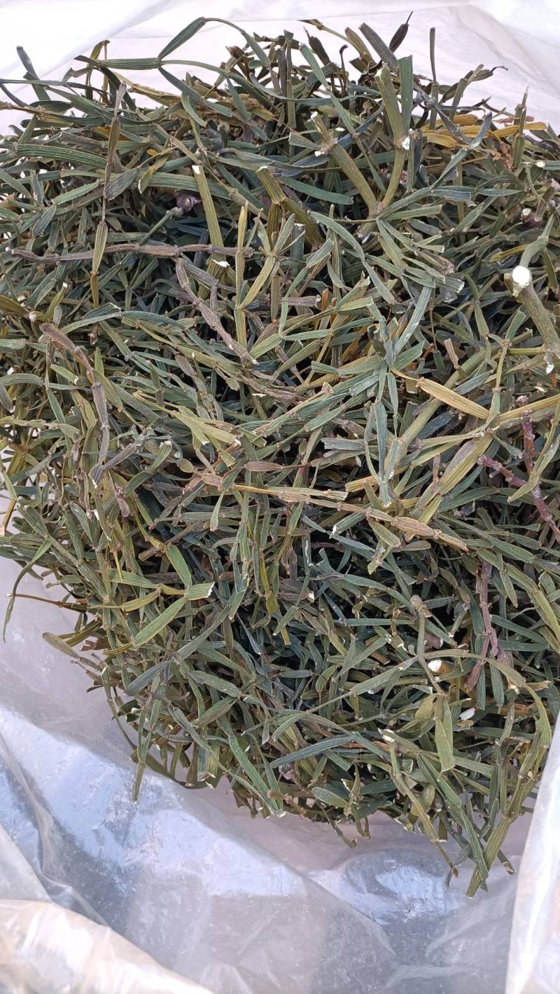 螃蟹脚奇生通货批发量大从优欢迎选购