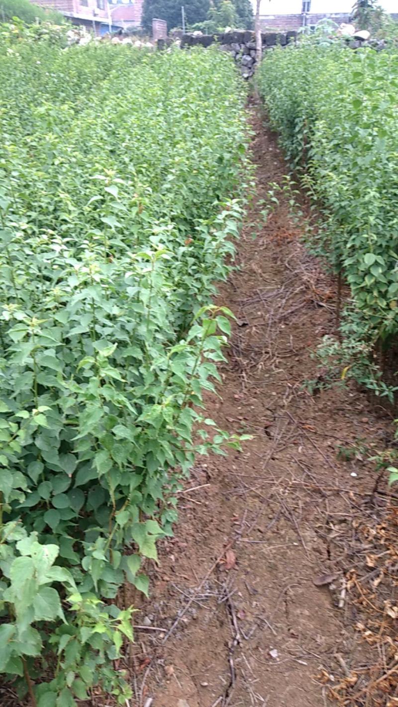 青梅苗，酸梅苗，全程技术指导，场地直供青梅苗。