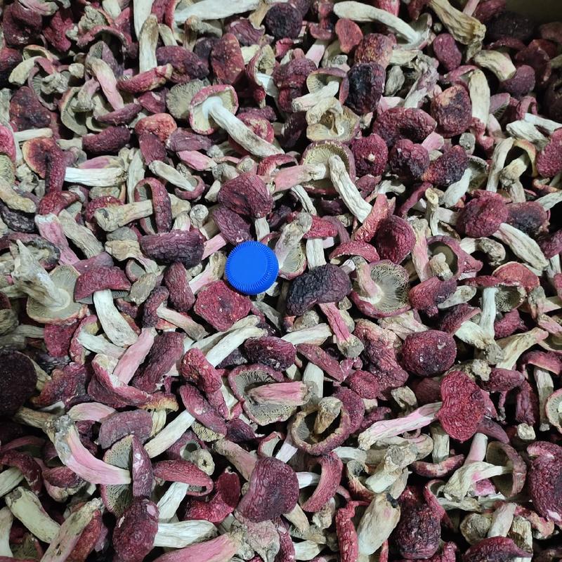 红菇，云南高原正红菇蓝底，手挑一手货源产地直发。