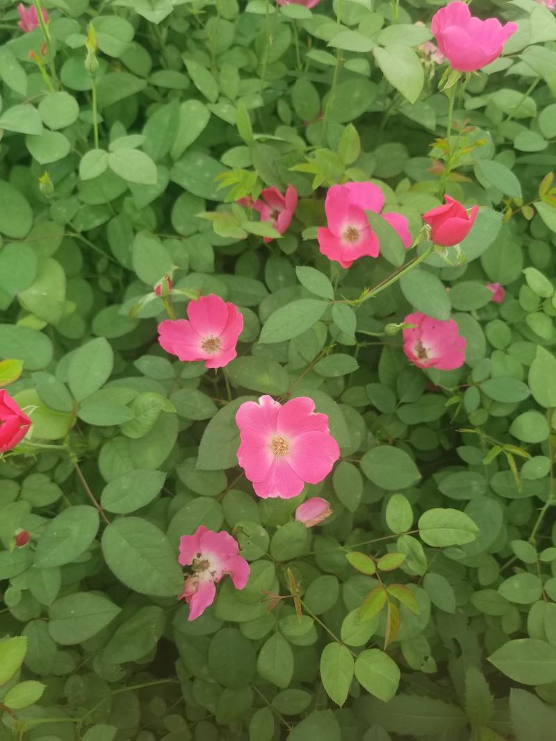 丰花月季，货源充足，量大优惠，基地发货，