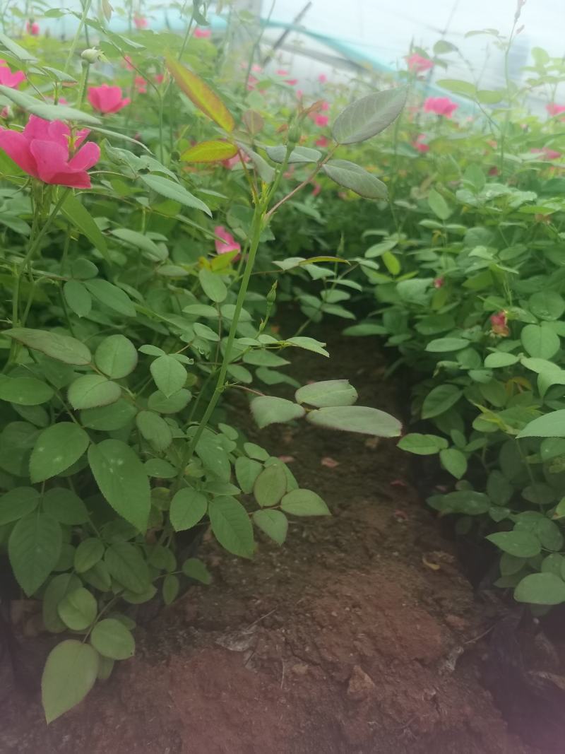 丰花月季，货源充足，量大优惠，基地发货，