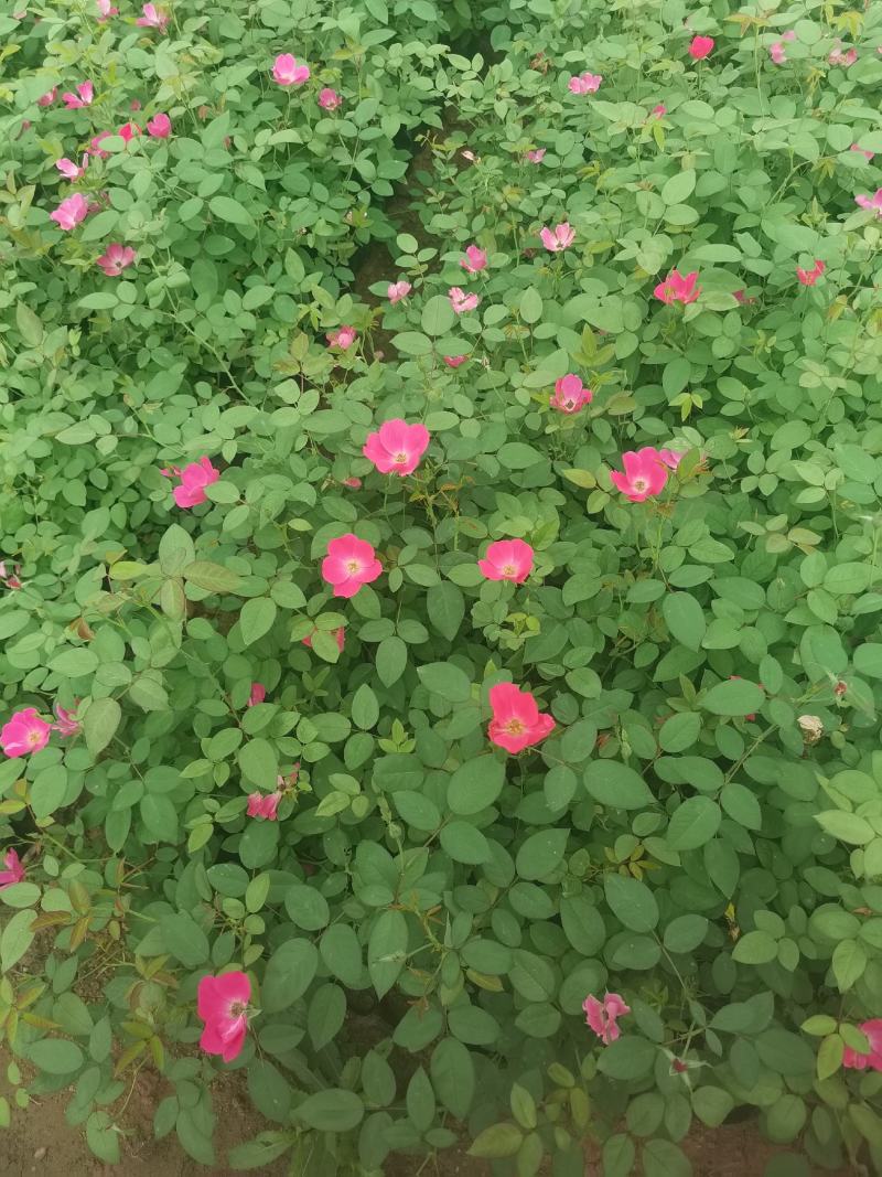 丰花月季，货源充足，量大优惠，基地发货，