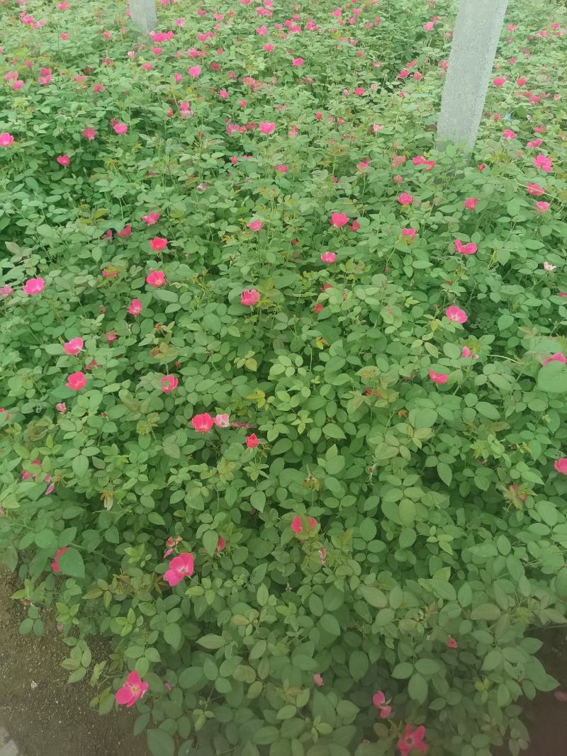 丰花月季，货源充足，量大优惠，基地发货，