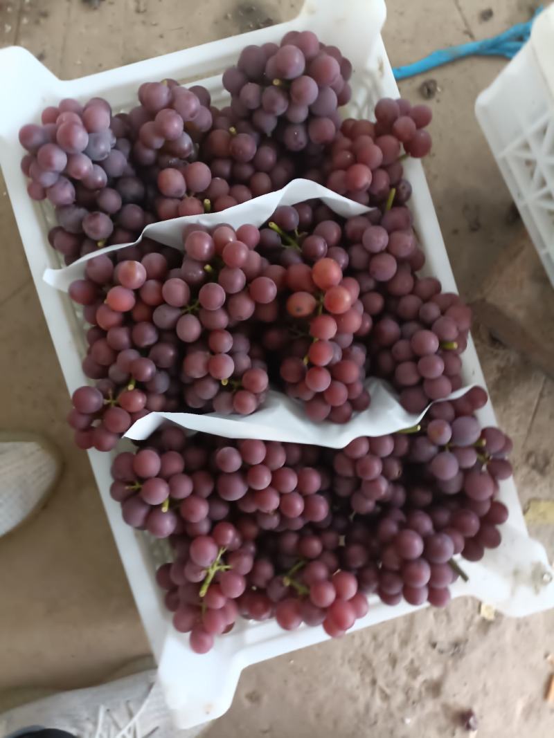 水果葡萄