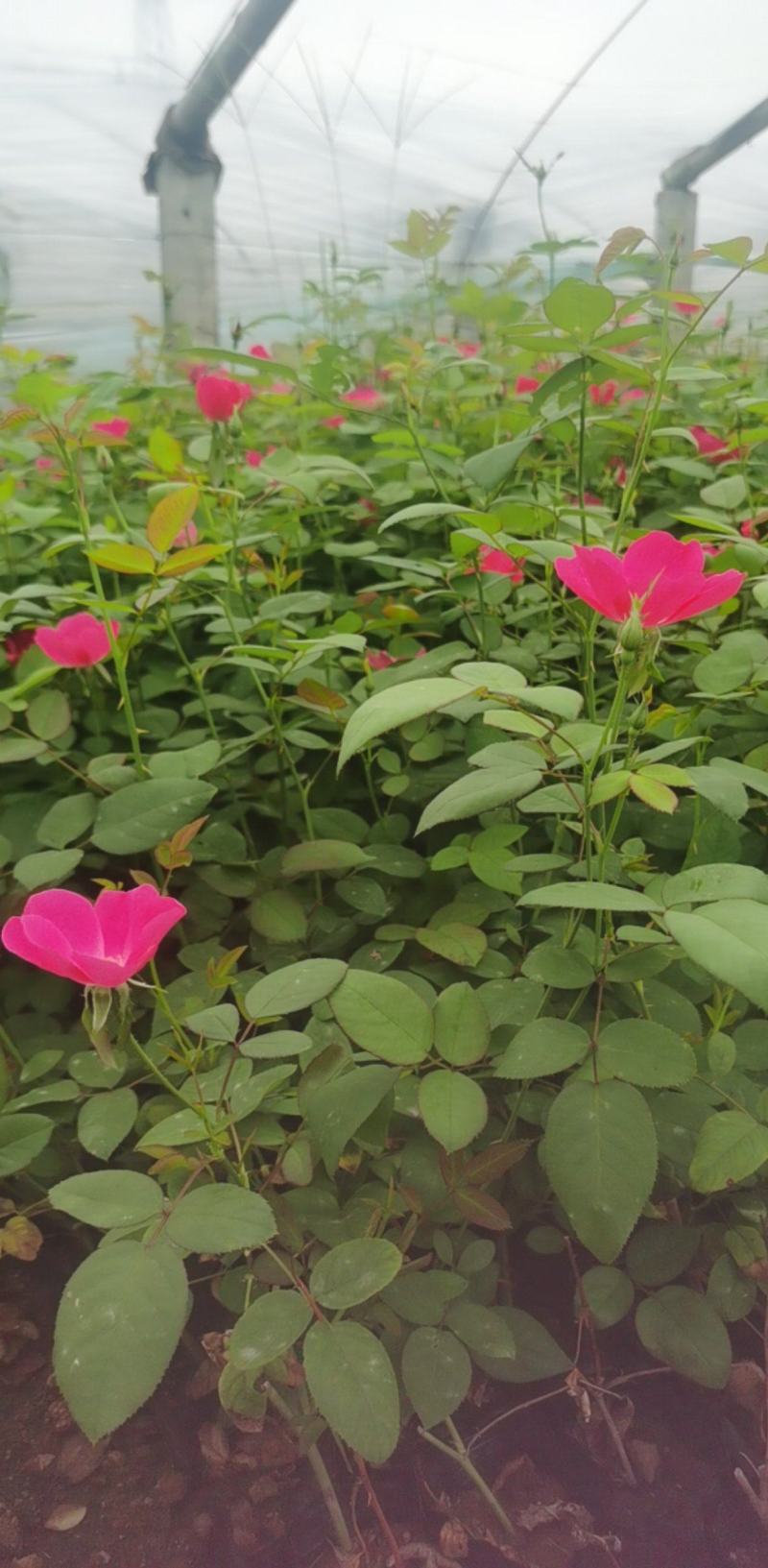 丰花月季，货源充足，量大优惠，基地发货，
