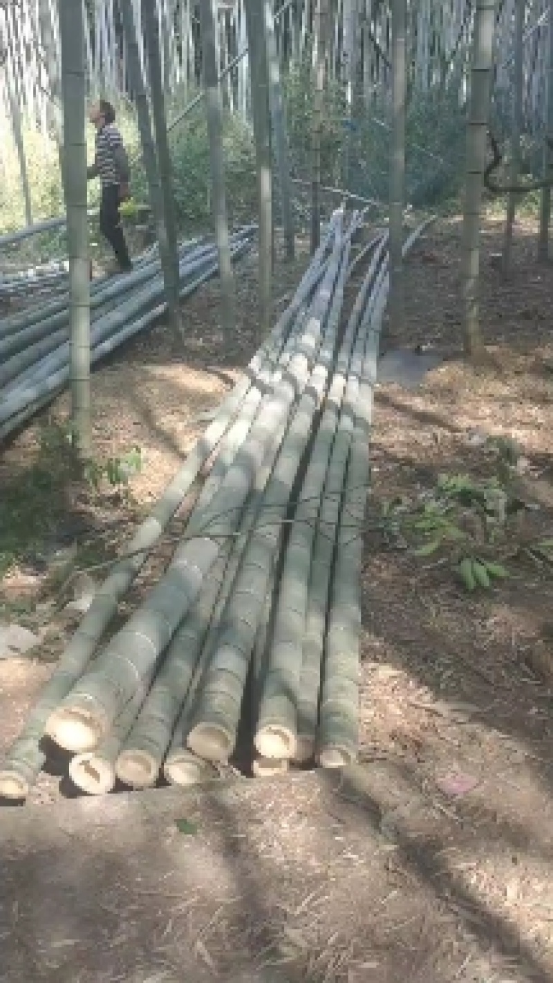 楠竹开山，各种规格，养殖种植加工不二选择，量大从优