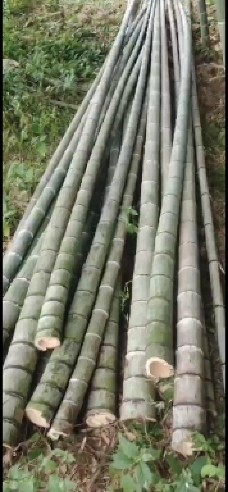 楠竹开山，各种规格，养殖种植加工不二选择，量大从优