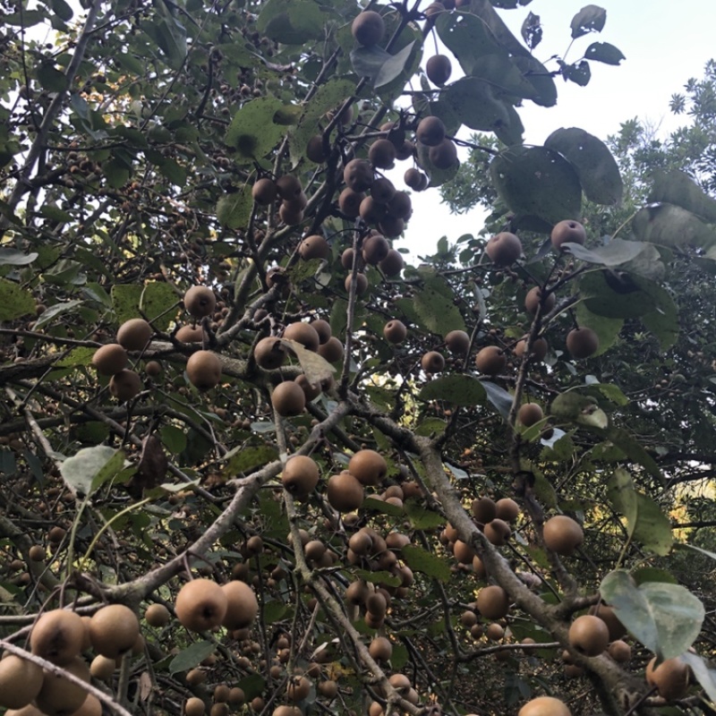潮汕本地鸟梨野生棠梨现摘现发