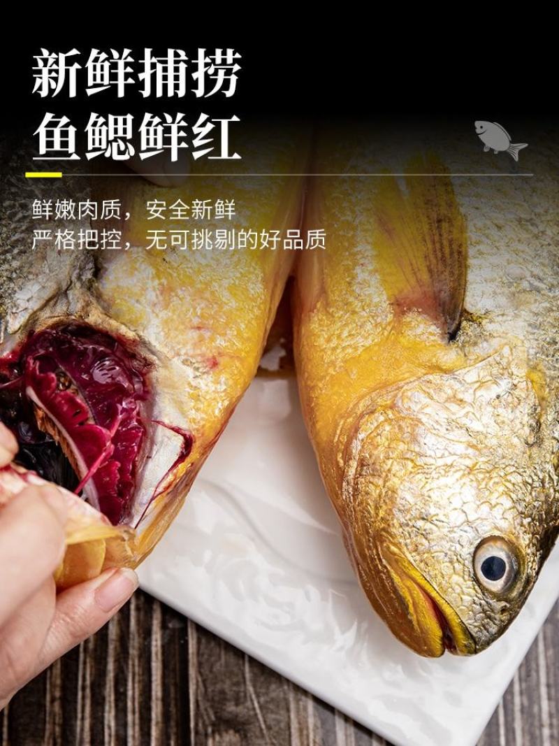 新鲜大黄花鱼海鲜鲜活大黄鱼东海大黄鱼冷冻海鱼海鲜