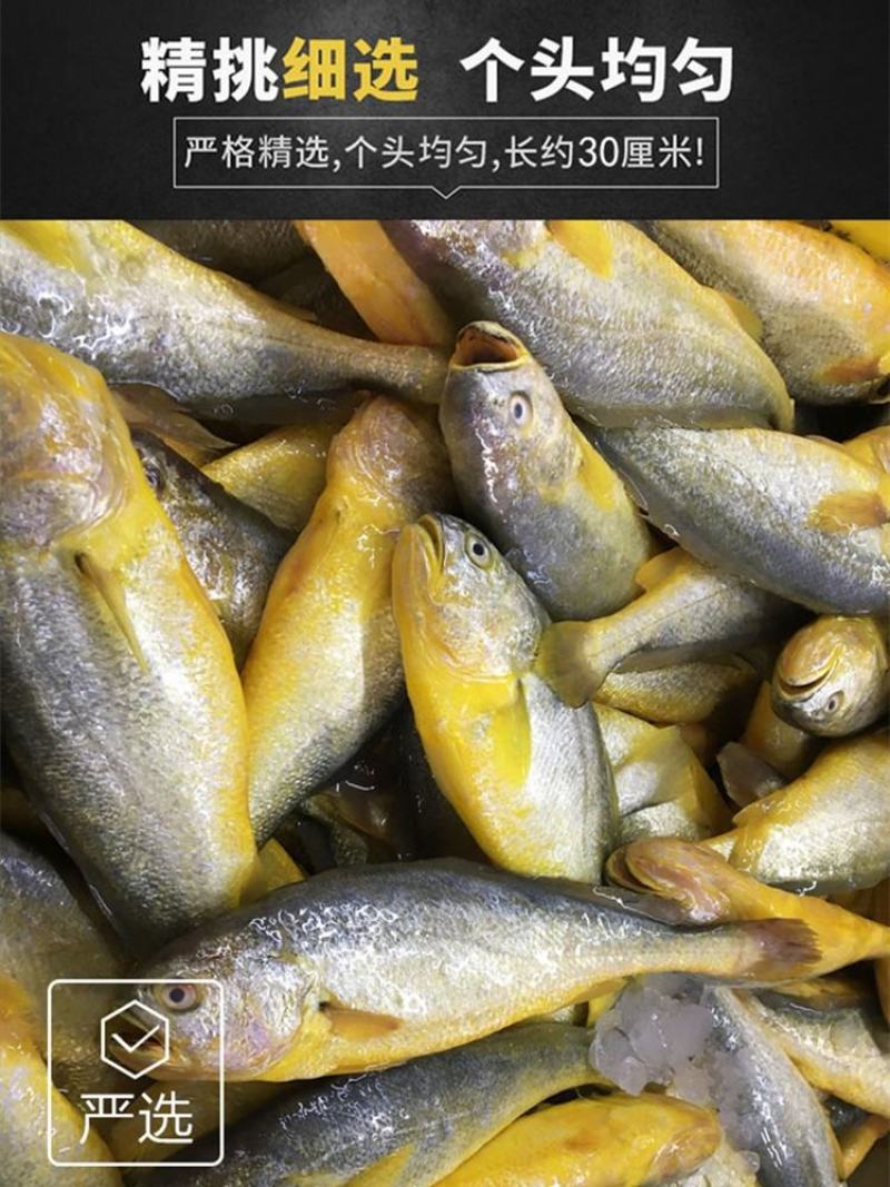 新鲜大黄花鱼海鲜鲜活大黄鱼东海大黄鱼冷冻海鱼海鲜