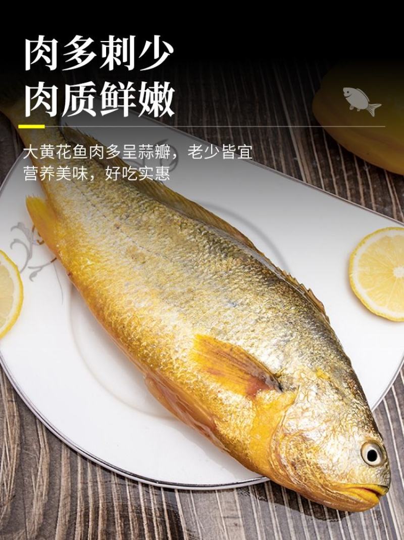 新鲜大黄花鱼海鲜鲜活大黄鱼东海大黄鱼冷冻海鱼海鲜