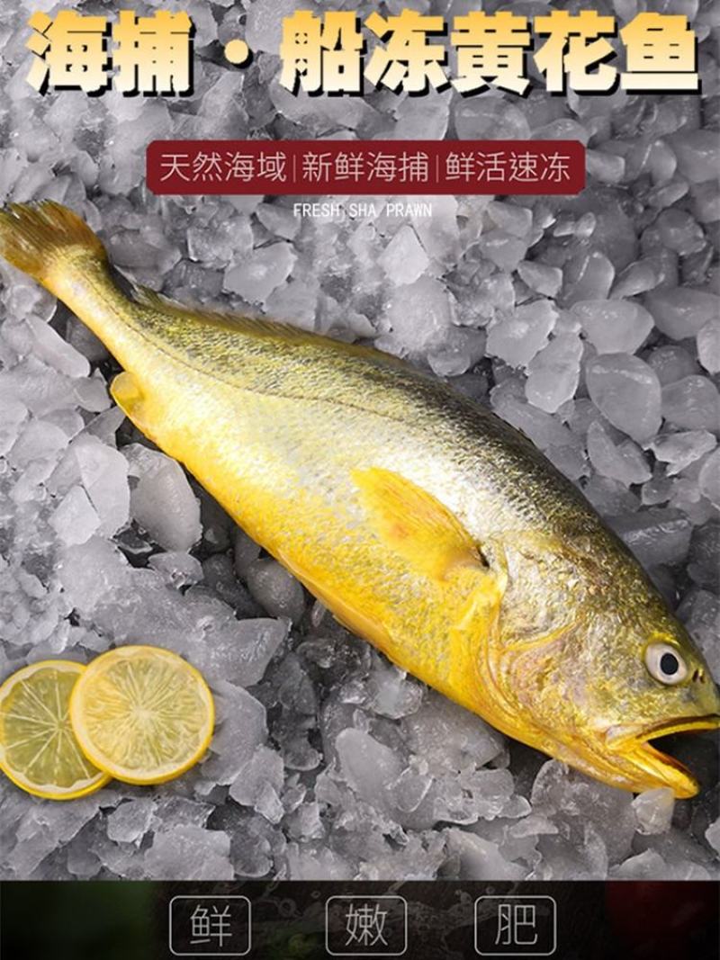 新鲜大黄花鱼海鲜鲜活大黄鱼东海大黄鱼冷冻海鱼海鲜