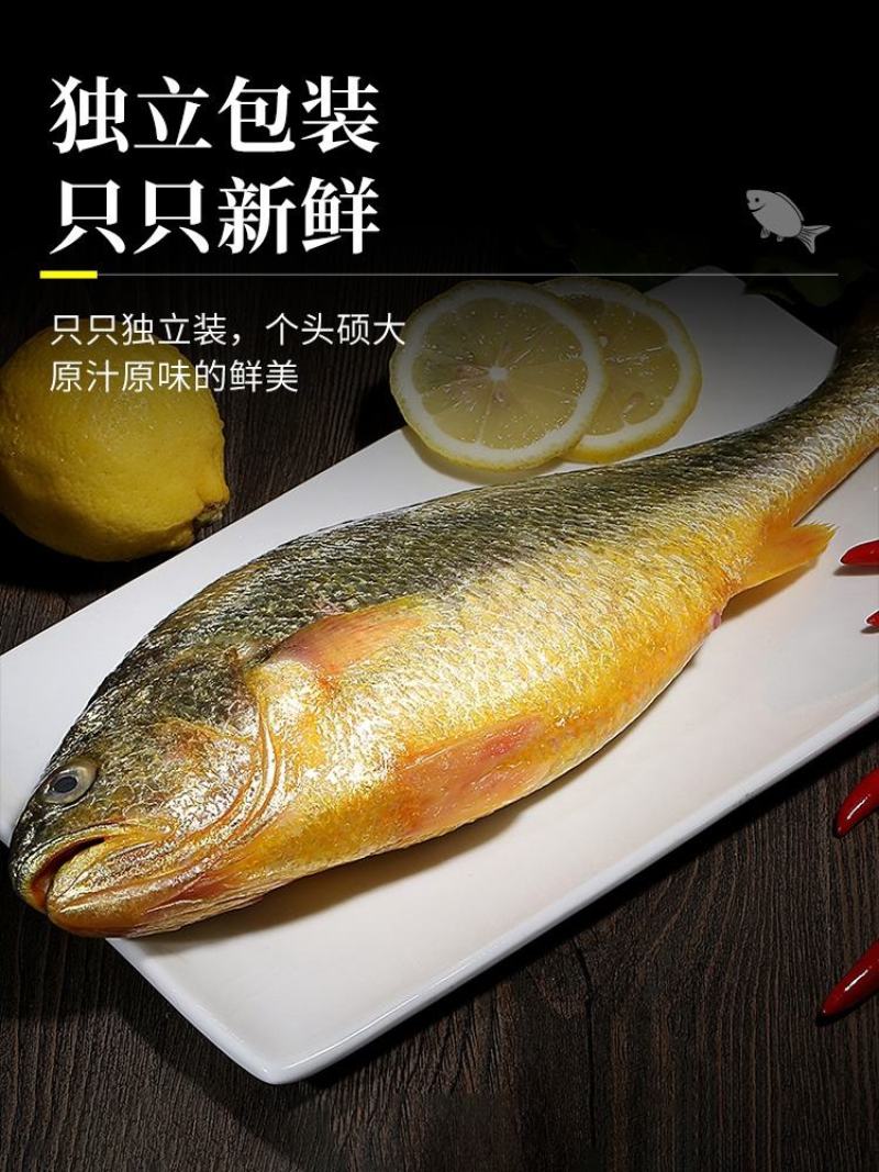 新鲜大黄花鱼海鲜鲜活大黄鱼东海大黄鱼冷冻海鱼海鲜