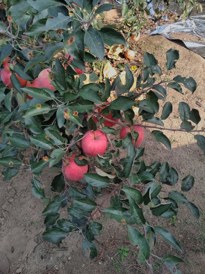 出售红王将苹果，岳阳红苹果