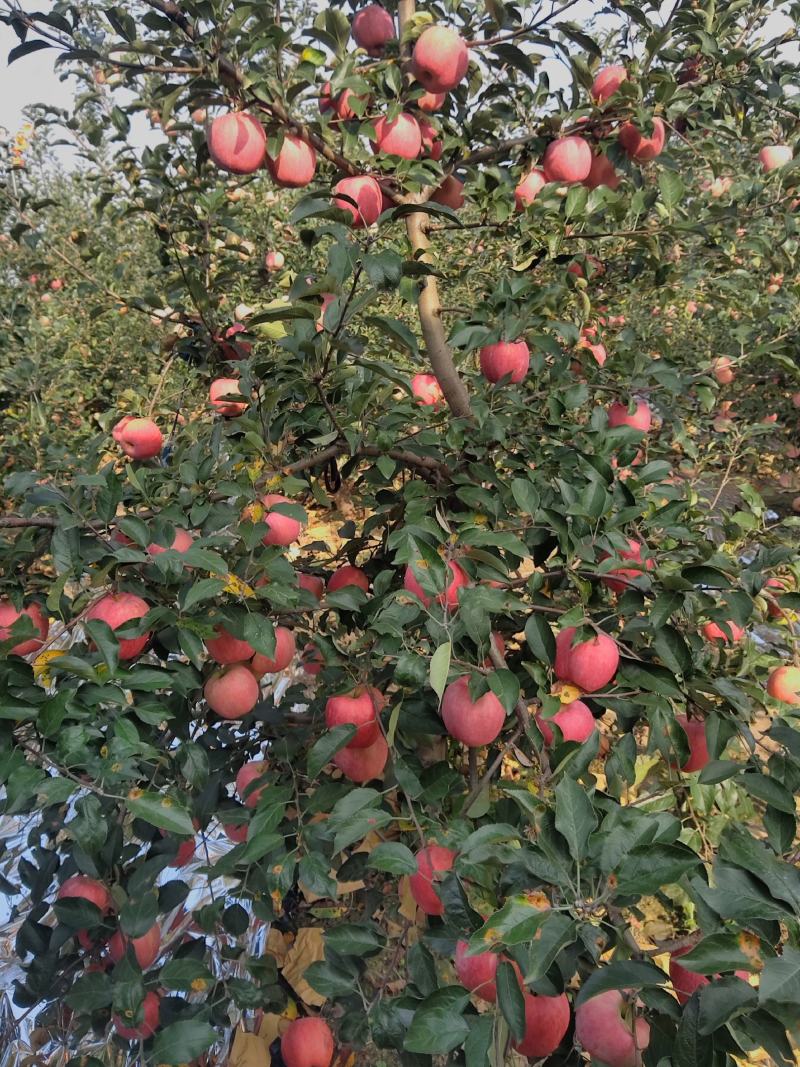 出售红王将苹果，岳阳红苹果