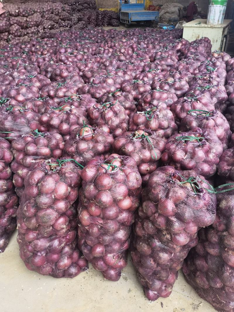 红洋葱精品洋葱每天大量有货主营超市学校食堂加工厂