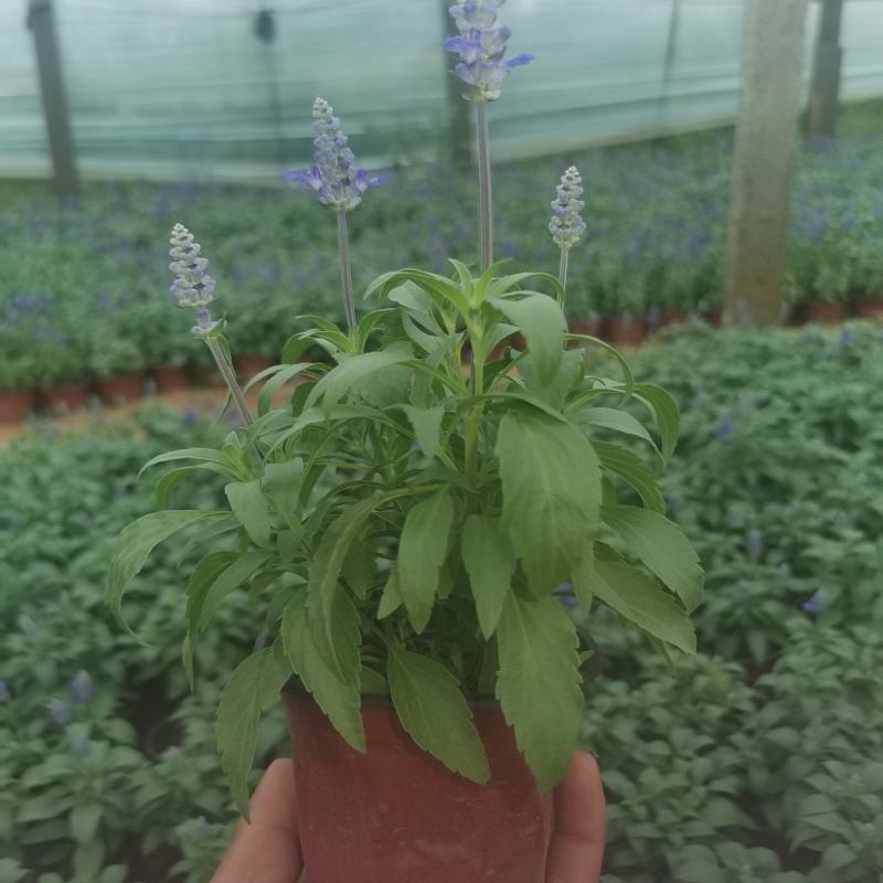 蓝花鼠尾草，基地直供货源，量大从优，欢迎咨询