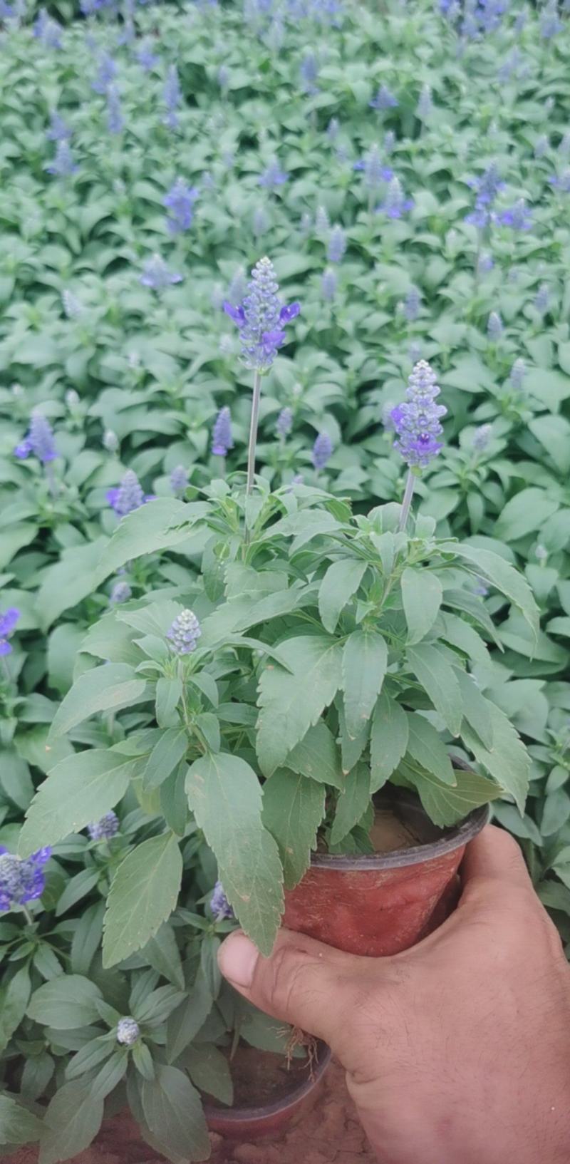 蓝花鼠尾草，基地直供货源，量大从优，欢迎咨询