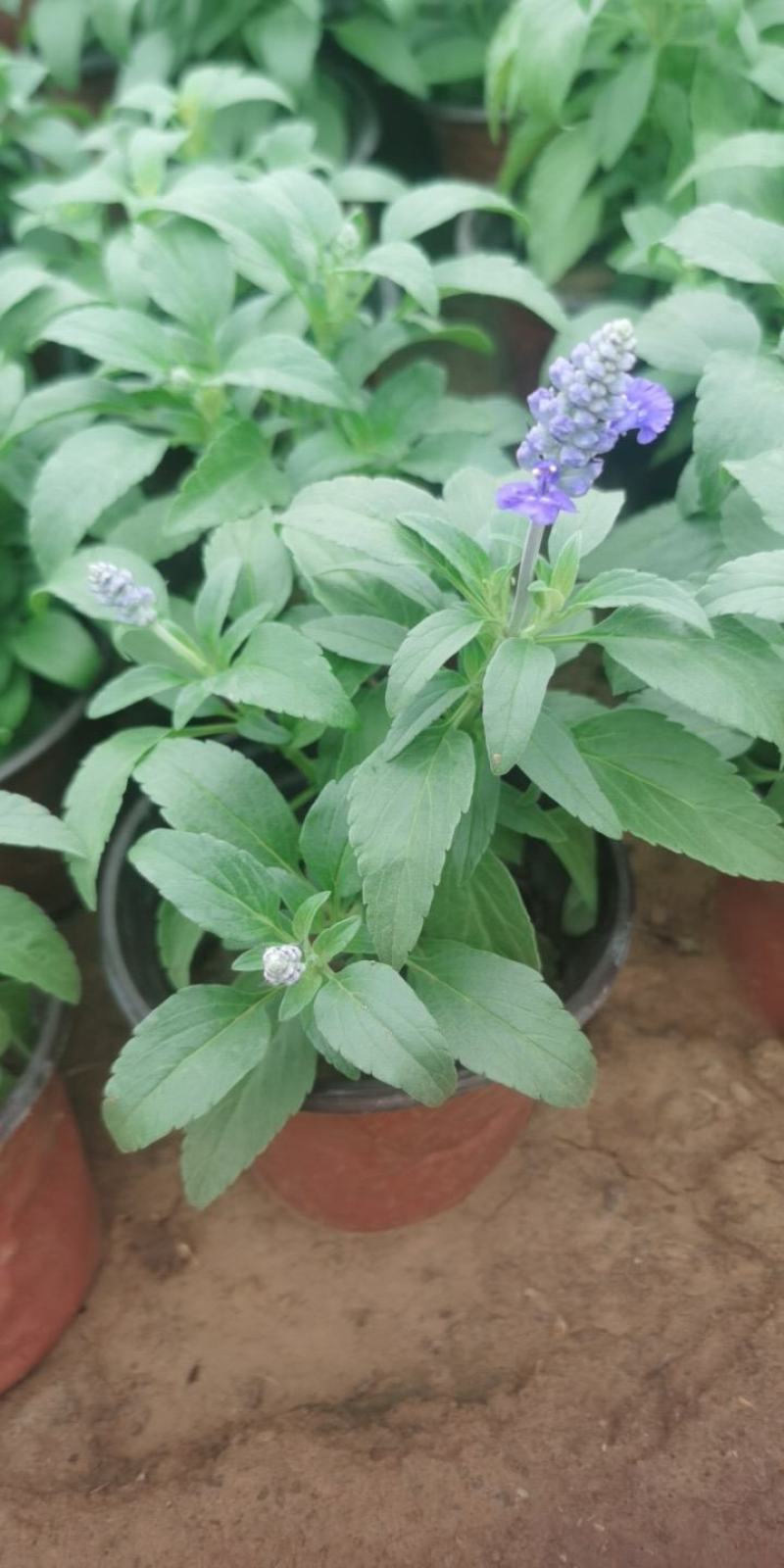 蓝花鼠尾草，基地直供货源，量大从优，欢迎咨询