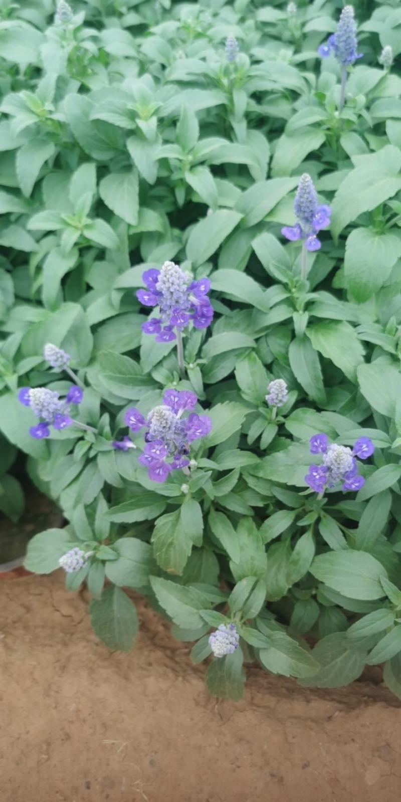 蓝花鼠尾草，基地直供货源，量大从优，欢迎咨询