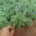 蓝花鼠尾草，基地直供货源，量大从优，欢迎咨询