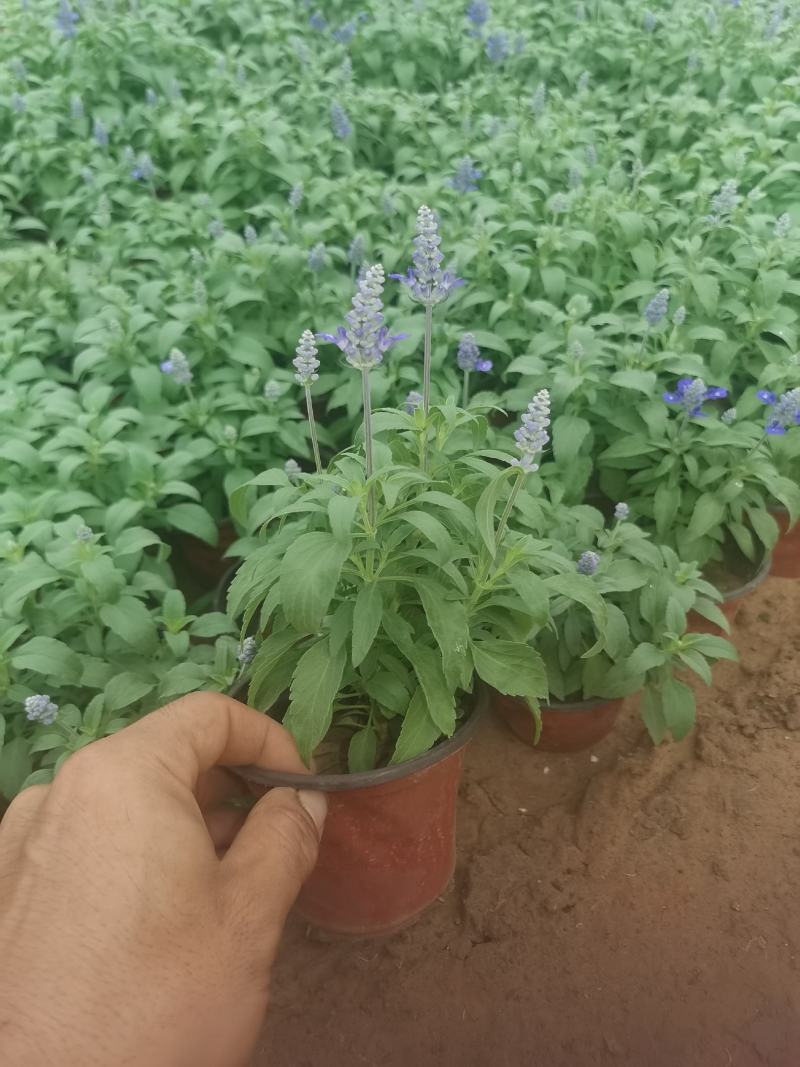 蓝花鼠尾草，基地直供货源，量大从优，欢迎咨询