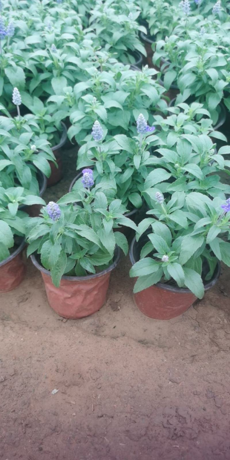 蓝花鼠尾草，基地直供货源，量大从优，欢迎咨询
