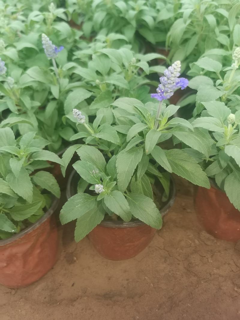 蓝花鼠尾草，基地直供货源，量大从优，欢迎咨询