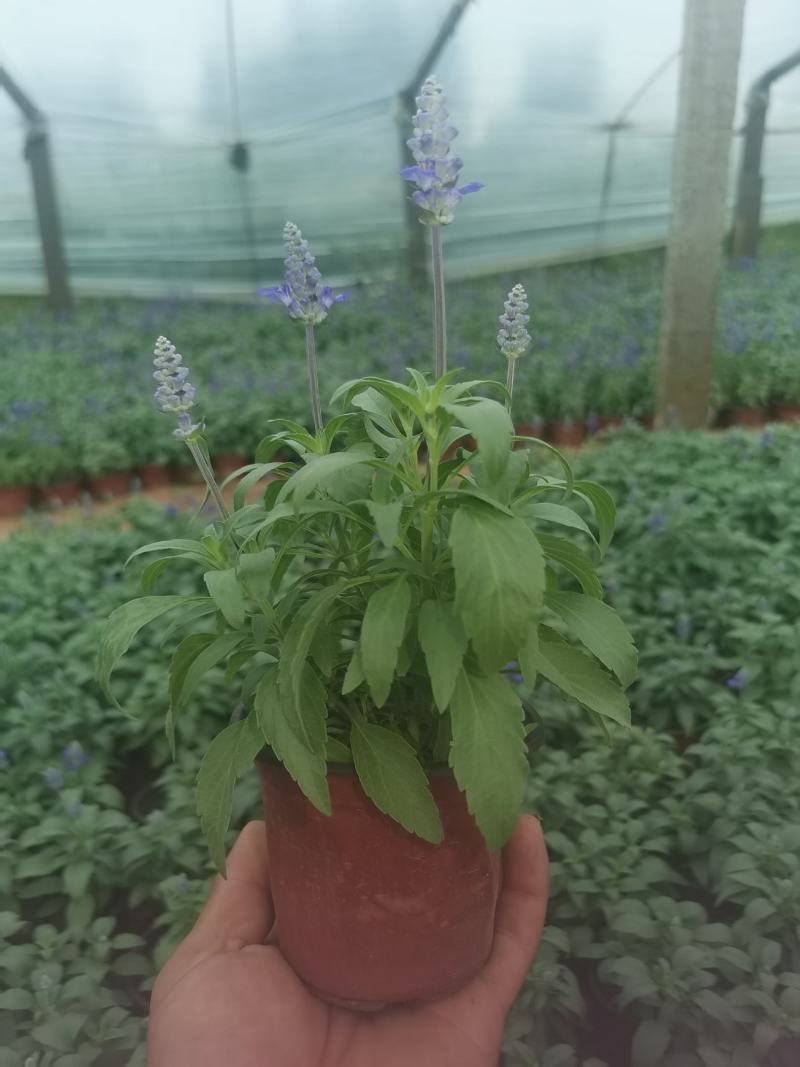 蓝花鼠尾草，基地直供货源，量大从优，欢迎咨询