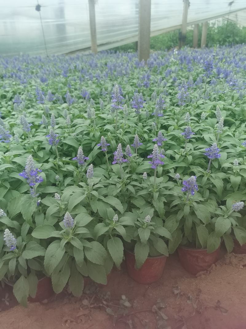 蓝花鼠尾草，基地直供货源，量大从优，欢迎咨询