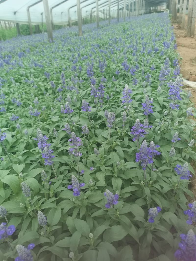 蓝花鼠尾草，基地直供货源，量大从优，欢迎咨询