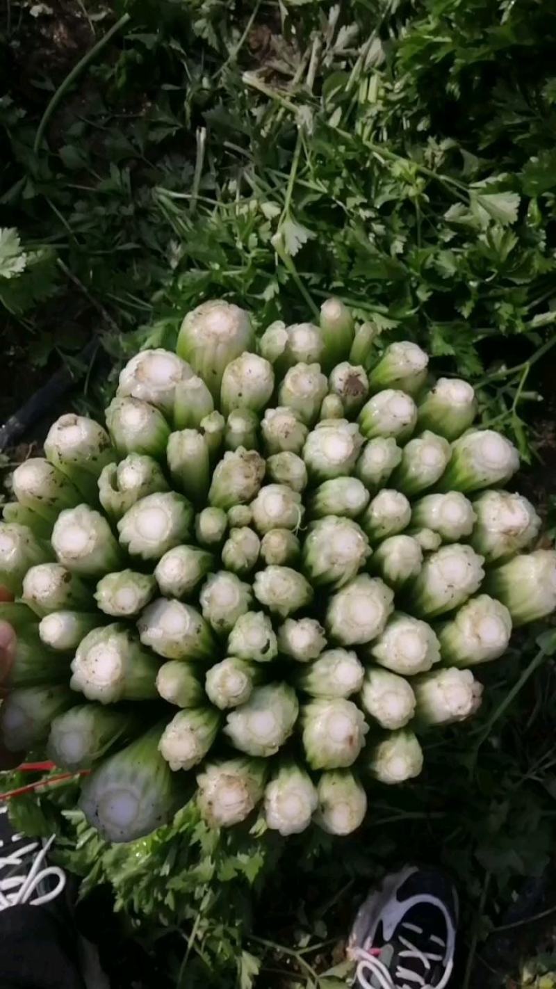 中细棵西芹