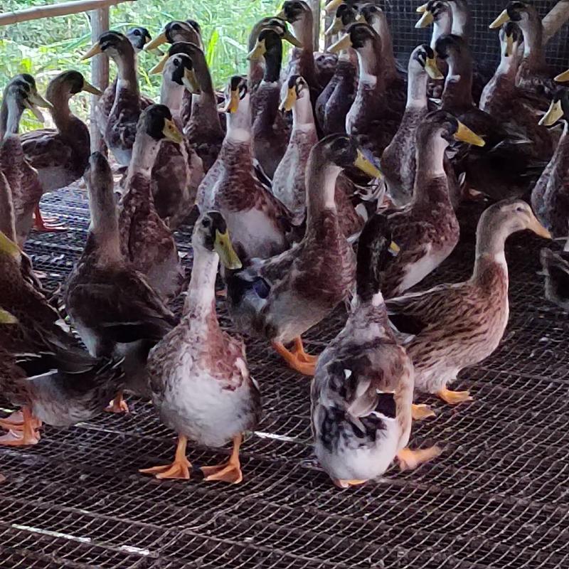 花头青头鸭各种品种的鸭子欢迎咨询
