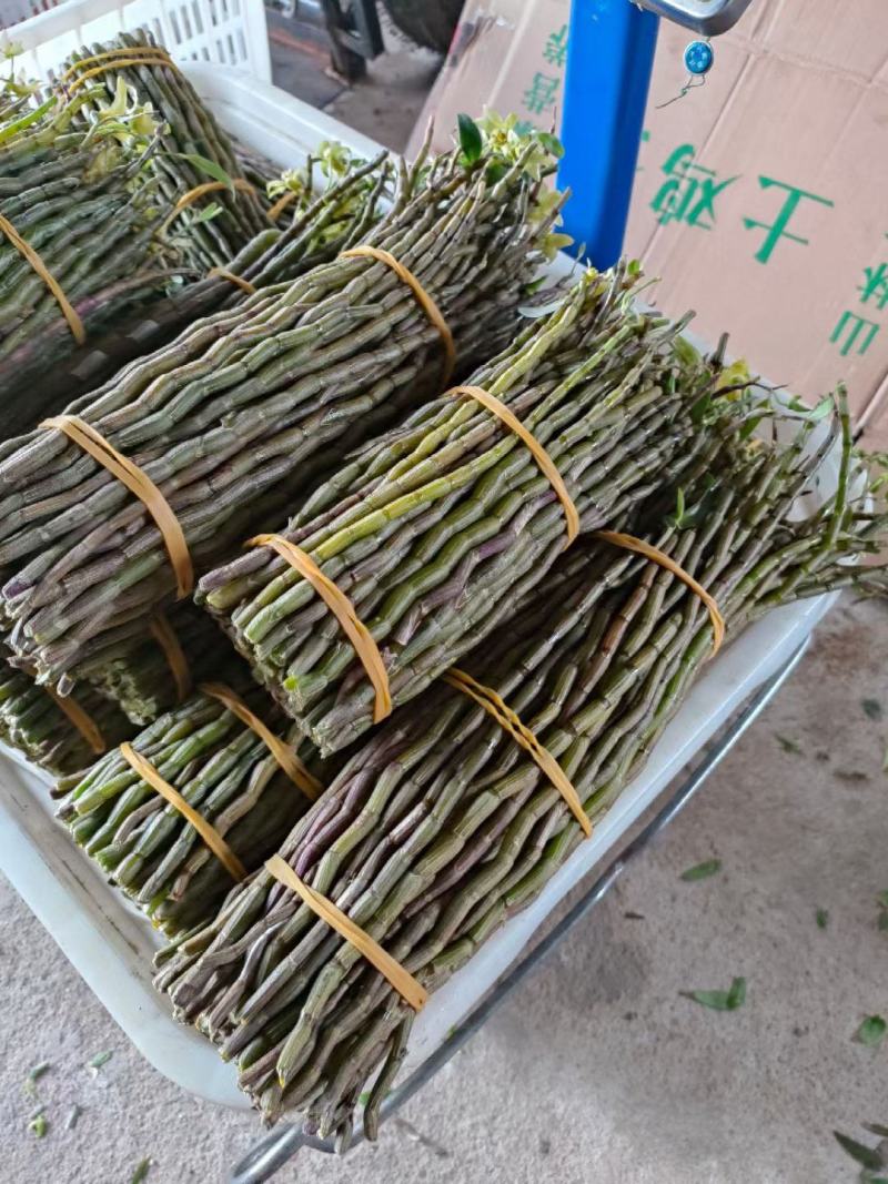 铁皮石斛新鲜条。基地大量供应。现剪现发，保证新鲜