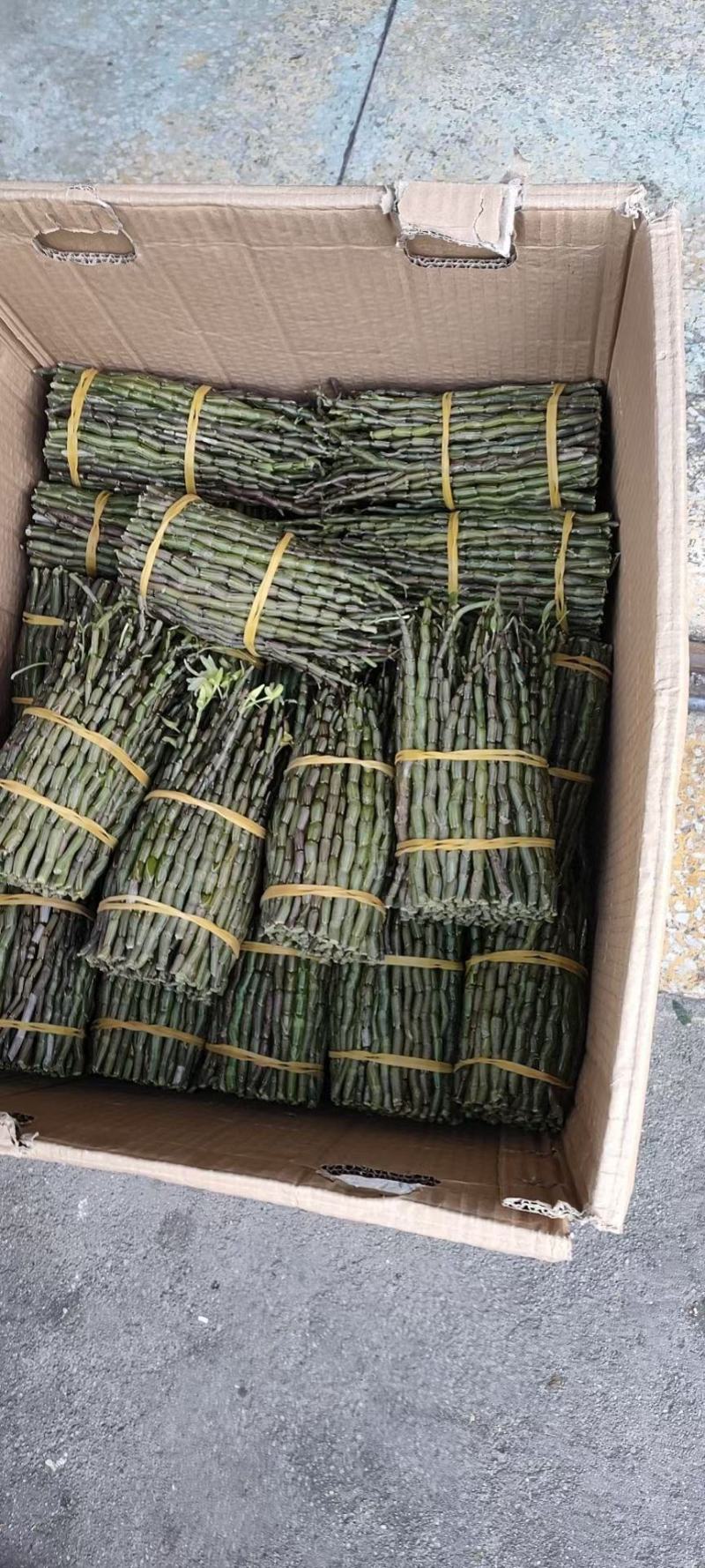 铁皮石斛新鲜条。基地大量供应。现剪现发，保证新鲜