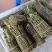 铁皮石斛新鲜条。基地大量供应。现剪现发，保证新鲜