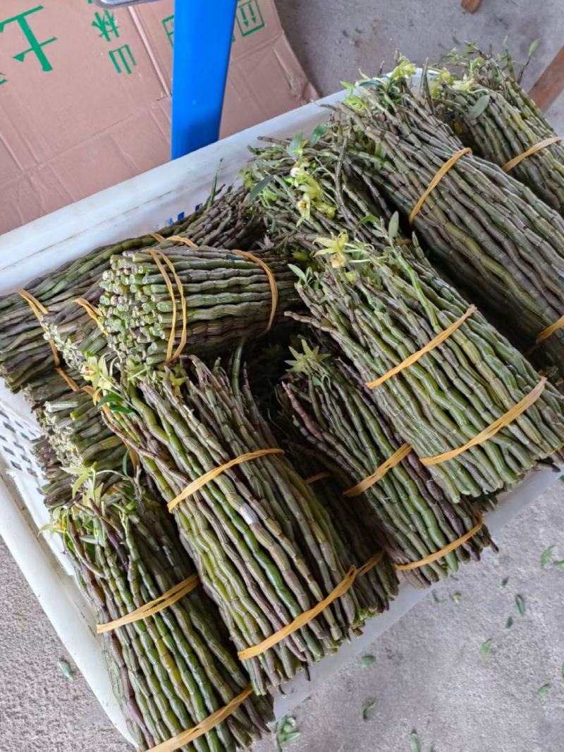 铁皮石斛新鲜条。基地大量供应。现剪现发，保证新鲜