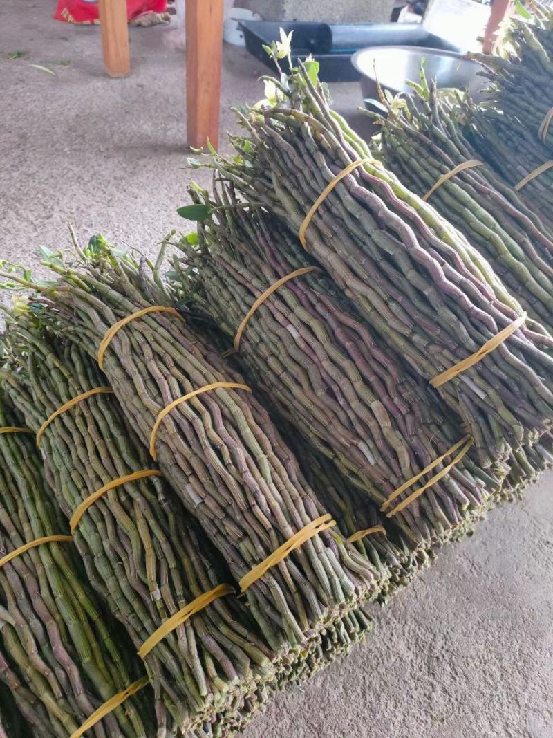 铁皮石斛新鲜条。基地大量供应。现剪现发，保证新鲜