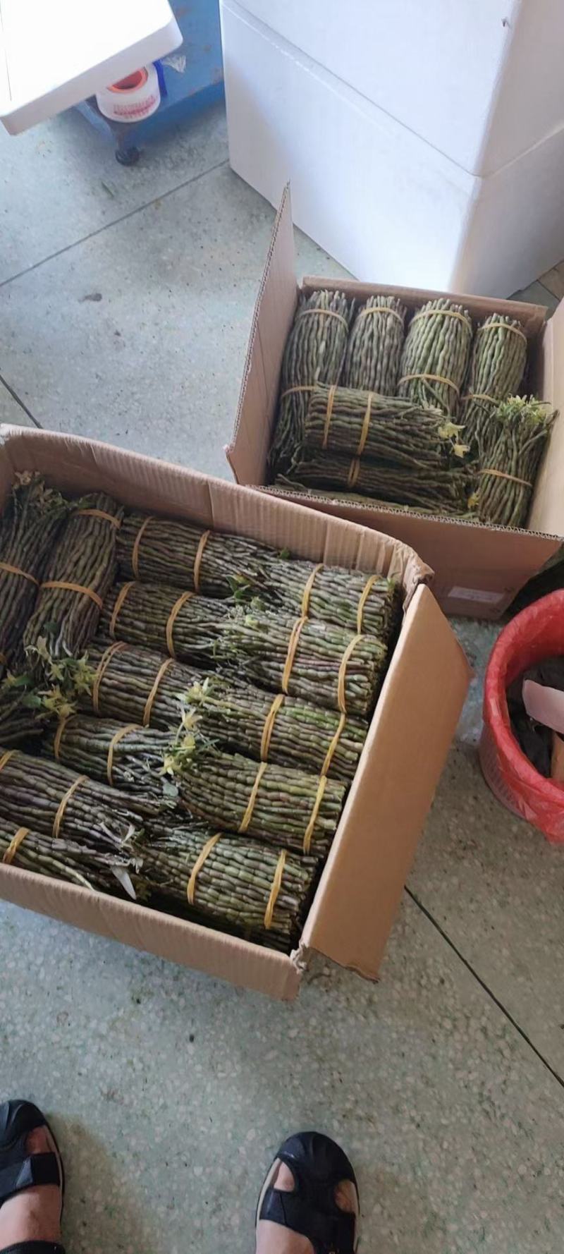 铁皮石斛新鲜条。基地大量供应。现剪现发，保证新鲜