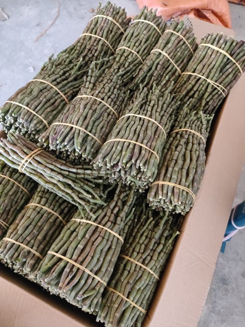 铁皮石斛新鲜条。基地大量供应。现剪现发，保证新鲜