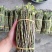 铁皮石斛新鲜条。基地大量供应。现剪现发，保证新鲜