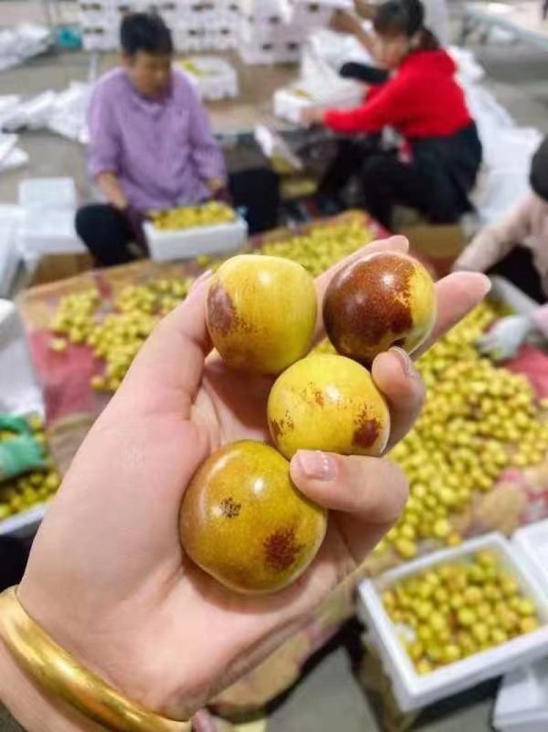 冬枣大量上市欢迎各位领导前来品尝